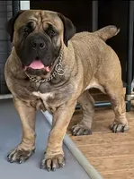 Guardian Queen Raquel, a  Boerboel for sale in Saint Louis, MO – 1 of 2