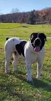 Guardian Queen Raquel, a  Boerboel for sale in Saint Louis, MO – 2 of 2