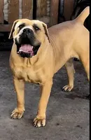 Cain Fantasy, a male Boerboel for sale in Saint Louis, MO – Photo 2 of 2