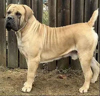 Tiffany, a  Boerboel for sale in Saint Louis, MO – Photo 2 of 3