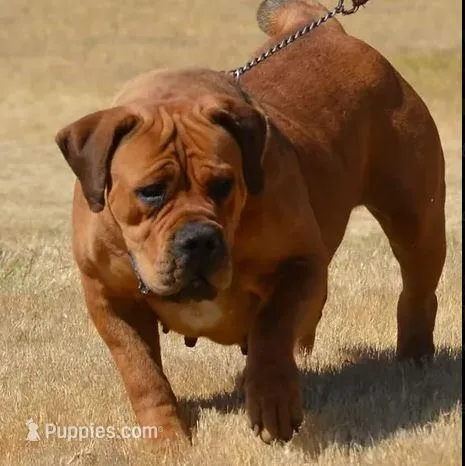 Tiffany, a  Boerboel for sale in Saint Louis, MO – Photo 1 of 3