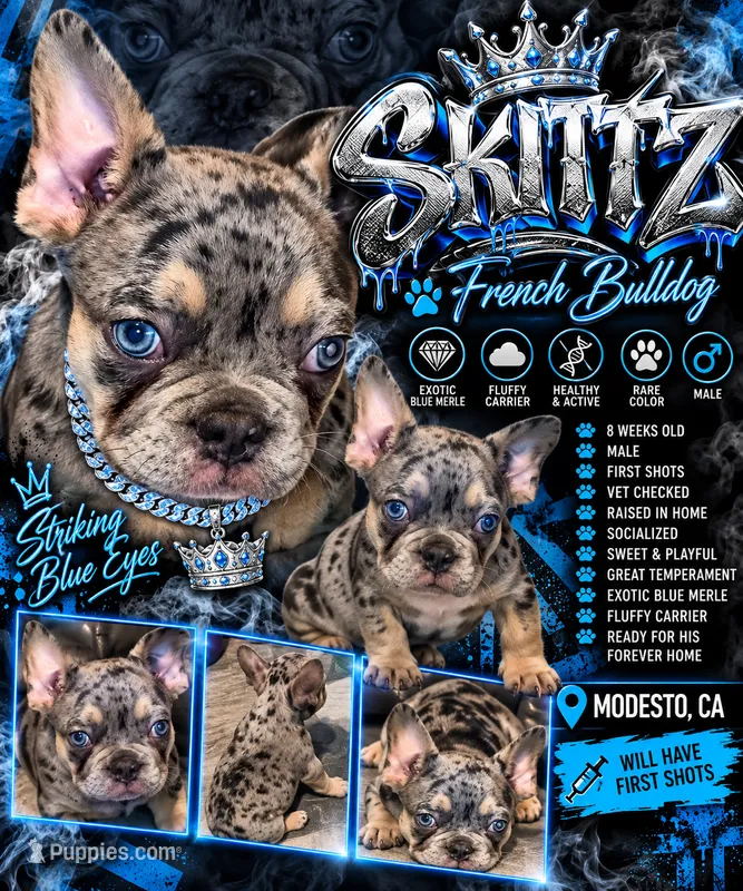 Skittz – French Bulldog puppy for sale in Modesto, CA