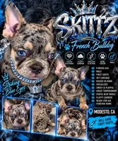 Skittz, a male French Bulldog for sale in Modesto, CA – 1 of 10