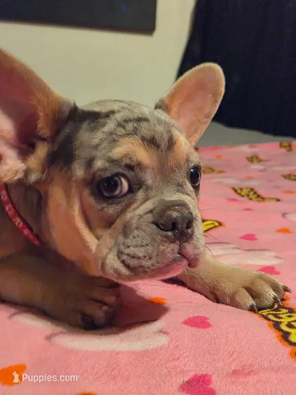 Pink (FLUFFY CARRIER) 😎🔥😍💯🔥 – French Bulldog puppy for sale in Modesto, CA