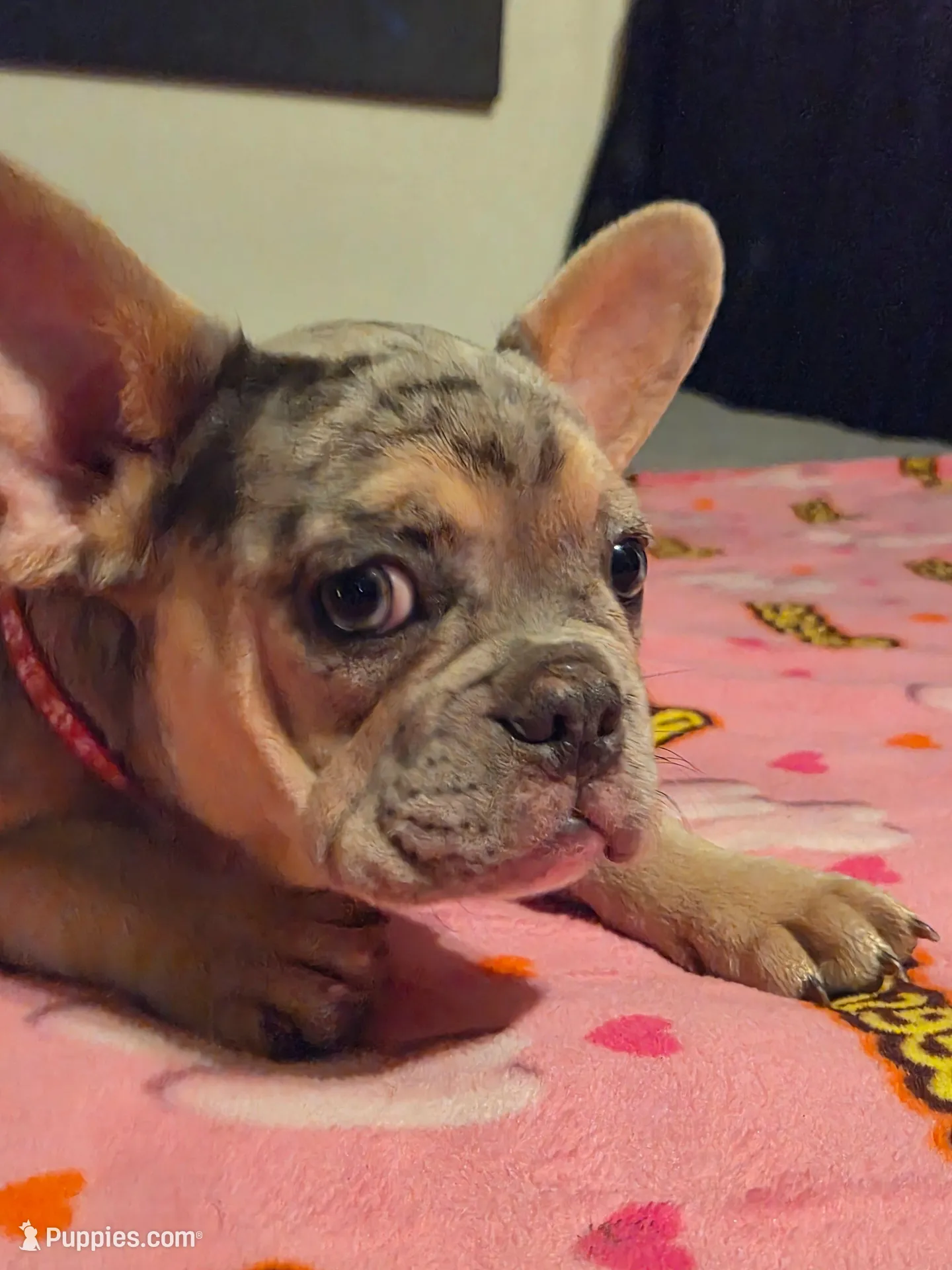 Pink (FLUFFY CARRIER) 😎🔥😍💯🔥, a female French Bulldog for sale in Modesto, CA – 7 of 10