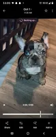ROXY, a female French Bulldog for sale in Modesto, CA – 3 of 7