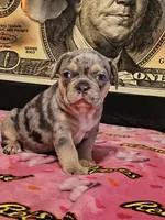 Skittz, a male French Bulldog for sale in Modesto, CA – 8 of 10