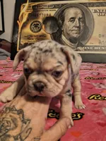 FREYA, a female French Bulldog for sale in Modesto, CA – 6 of 9