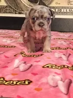 Skittz, a male French Bulldog for sale in Modesto, CA – 9 of 10