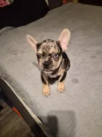 Black  (fluffy carrier), a male French Bulldog for sale in Modesto, CA – Photo 5 of 8