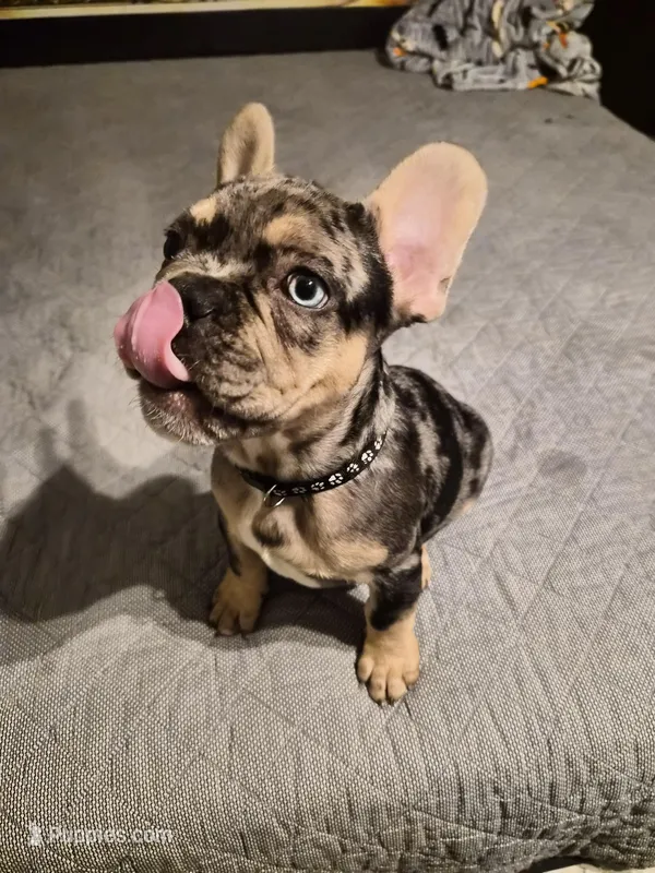 Black  (fluffy carrier) – French Bulldog puppy for sale in Modesto, CA