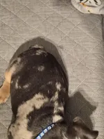 Black  (fluffy carrier), a male French Bulldog for sale in Modesto, CA – Photo 3 of 8