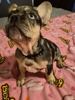 Black the show stopper  (fluffy carrier)🔥🔥🔥😍💯👀👌, a male French Bulldog for sale in Modesto, CA – 8 of 8