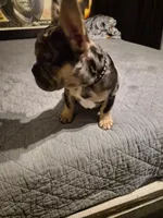 Black  (fluffy carrier), a male French Bulldog for sale in Modesto, CA – Photo 6 of 8