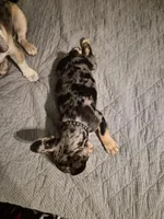 Black  (fluffy carrier), a male French Bulldog for sale in Modesto, CA – Photo 8 of 8