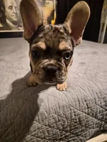 Black  (fluffy carrier), a male French Bulldog for sale in Modesto, CA – Photo 2 of 8