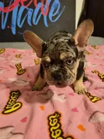 Black the show stopper  (fluffy carrier)🔥🔥🔥😍💯👀👌, a male French Bulldog for sale in Modesto, CA – 5 of 8