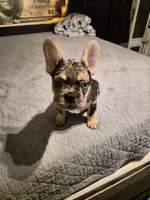 Black  (fluffy carrier), a male French Bulldog for sale in Modesto, CA – Photo 4 of 8