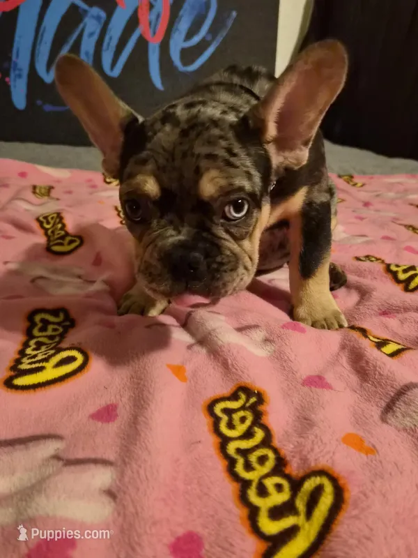 Black the show stopper  (fluffy carrier)🔥🔥🔥😍💯👀👌 – French Bulldog puppy for sale in Modesto, CA