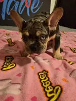 Black the show stopper  (fluffy carrier)🔥🔥🔥😍💯👀👌, a male French Bulldog for sale in Modesto, CA – 1 of 8