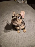 Black  (fluffy carrier), a male French Bulldog for sale in Modesto, CA – Photo 7 of 8