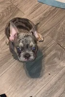 Skittz, a male French Bulldog for sale in Modesto, CA – 5 of 10