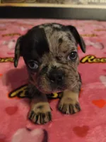 ROXY, a female French Bulldog for sale in Modesto, CA – 5 of 7
