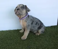 Opal (purple) (fluffy carrier), a male French Bulldog for sale in Modesto, CA – Photo 8 of 9