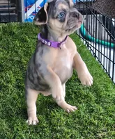 Opal (purple) (fluffy carrier), a male French Bulldog for sale in Modesto, CA – Photo 7 of 9