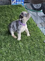 Opal (purple) (fluffy carrier), a male French Bulldog for sale in Modesto, CA – Photo 9 of 9