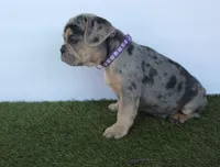 Opal (purple) (fluffy carrier), a male French Bulldog for sale in Modesto, CA – Photo 4 of 9