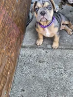 Opal (purple) (fluffy carrier), a male French Bulldog for sale in Modesto, CA – Photo 3 of 9