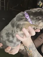 Opal (purple) (fluffy carrier), a male French Bulldog for sale in Modesto, CA – Photo 6 of 9