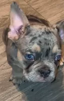 Skittz, a male French Bulldog for sale in Modesto, CA – 2 of 10