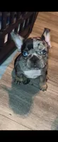 ROXY, a female French Bulldog for sale in Modesto, CA – 4 of 7