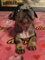 ROXY, a female French Bulldog for sale in Modesto, CA – 6 of 7