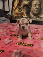 FREYA, a female French Bulldog for sale in Modesto, CA – 5 of 9