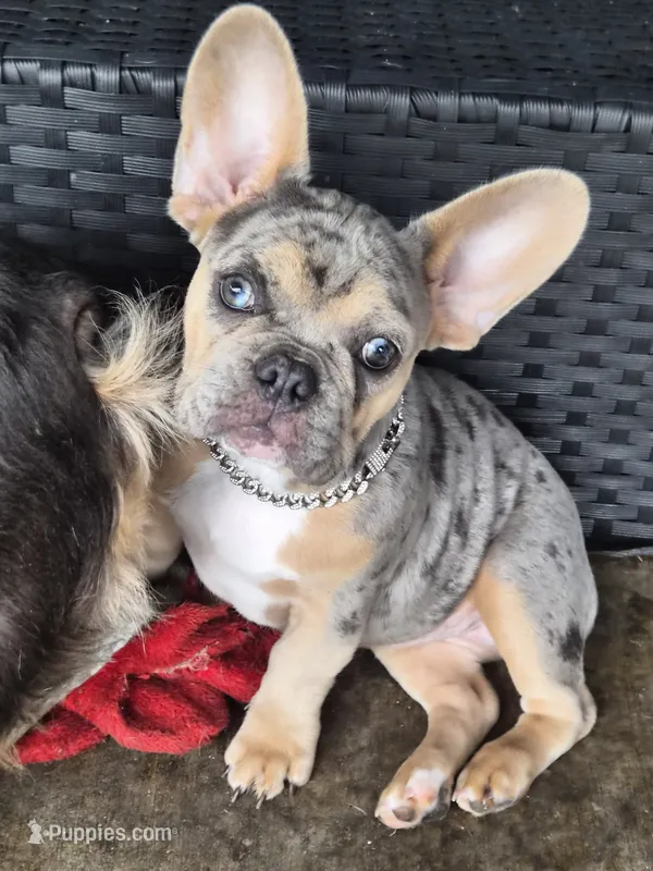 Pink (FLUFFY CARRIER) 😎🔥😍💯🔥 – French Bulldog puppy for sale in Modesto, CA