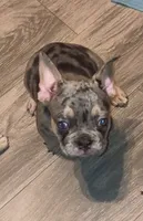 Skittz, a male French Bulldog for sale in Modesto, CA – 3 of 10