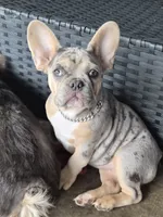 Pink (FLUFFY CARRIER) 😎🔥😍💯🔥, a female French Bulldog for sale in Modesto, CA – 2 of 10