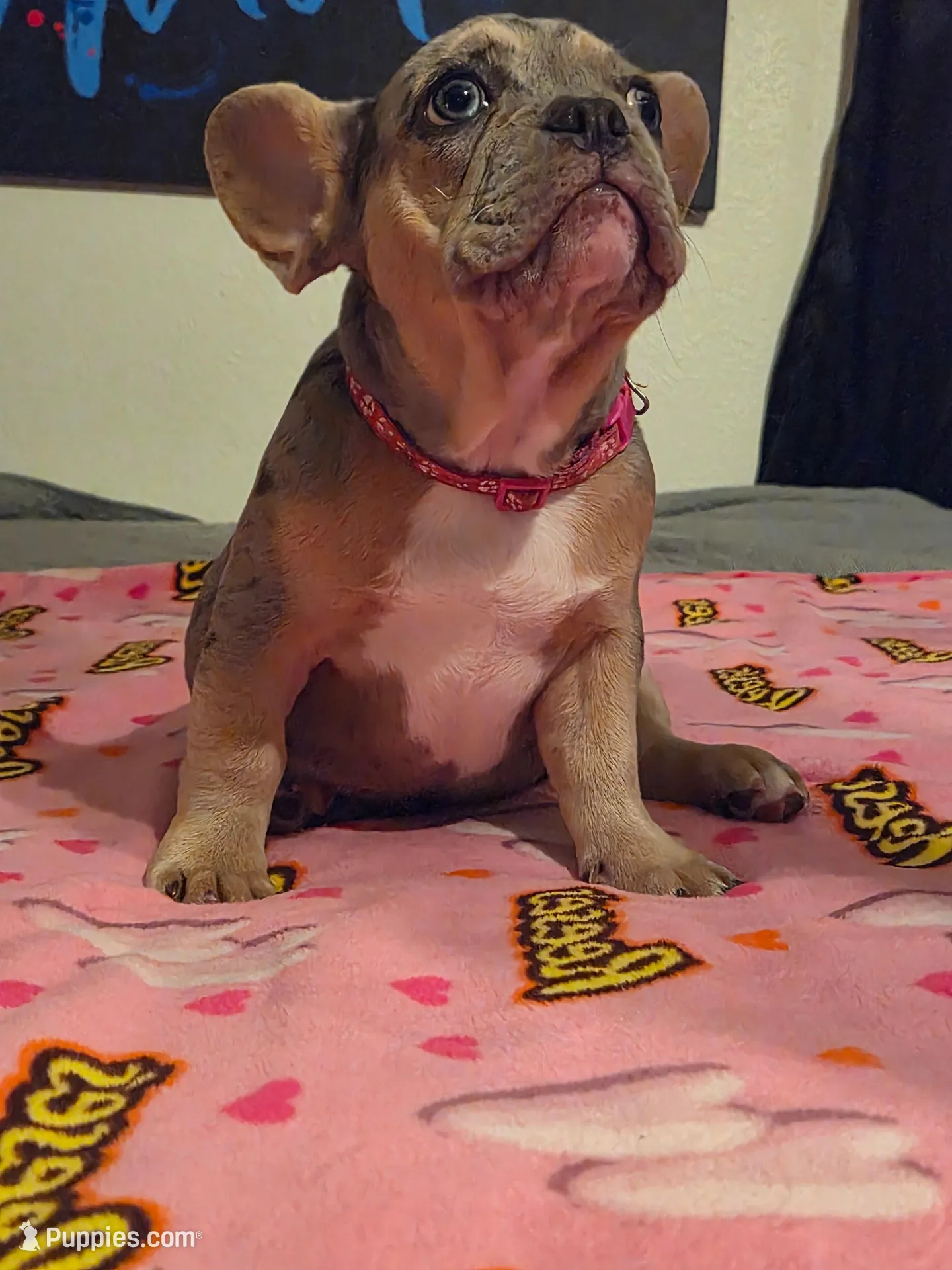 Pink (FLUFFY CARRIER) 😎🔥😍💯🔥, a female French Bulldog for sale in Modesto, CA – 6 of 10