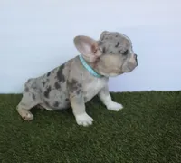 Haydes (fluffy carrier), a male French Bulldog for sale in Modesto, CA – Photo 4 of 9