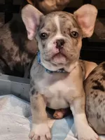 Haydes (fluffy carrier), a male French Bulldog for sale in Modesto, CA – Photo 2 of 9