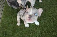 Haydes (fluffy carrier), a male French Bulldog for sale in Modesto, CA – Photo 7 of 9