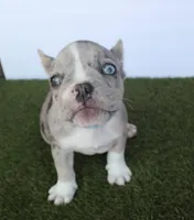 Haydes (fluffy carrier), a male French Bulldog for sale in Modesto, CA – Photo 6 of 9