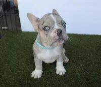 Haydes (fluffy carrier), a male French Bulldog for sale in Modesto, CA – Photo 5 of 9