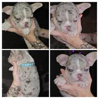 Haydes (fluffy carrier), a male French Bulldog for sale in Modesto, CA – Photo 8 of 9