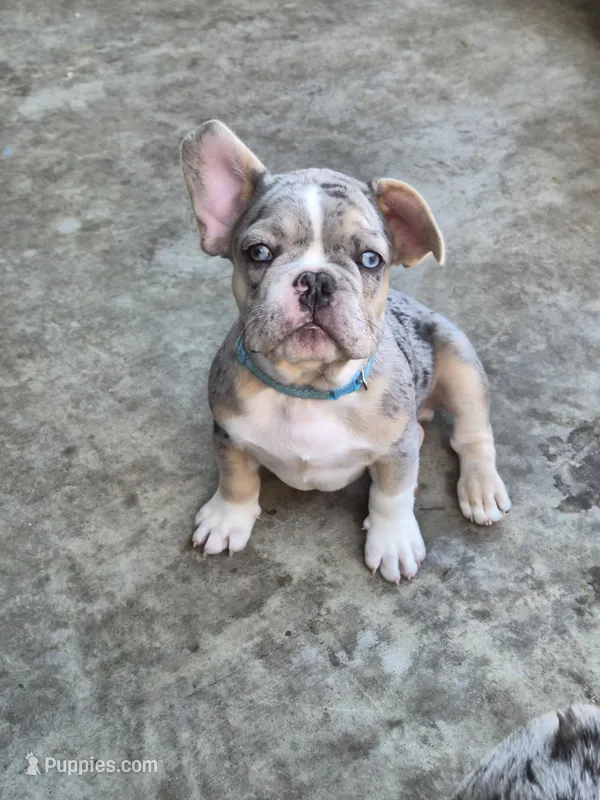 Haydes (fluffy carrier), a male French Bulldog for sale in Modesto, CA – Photo 1 of 9