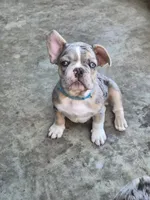 Haydes (fluffy carrier), a male French Bulldog for sale in Modesto, CA – Photo 1 of 9