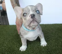 Haydes (fluffy carrier), a male French Bulldog for sale in Modesto, CA – Photo 3 of 9